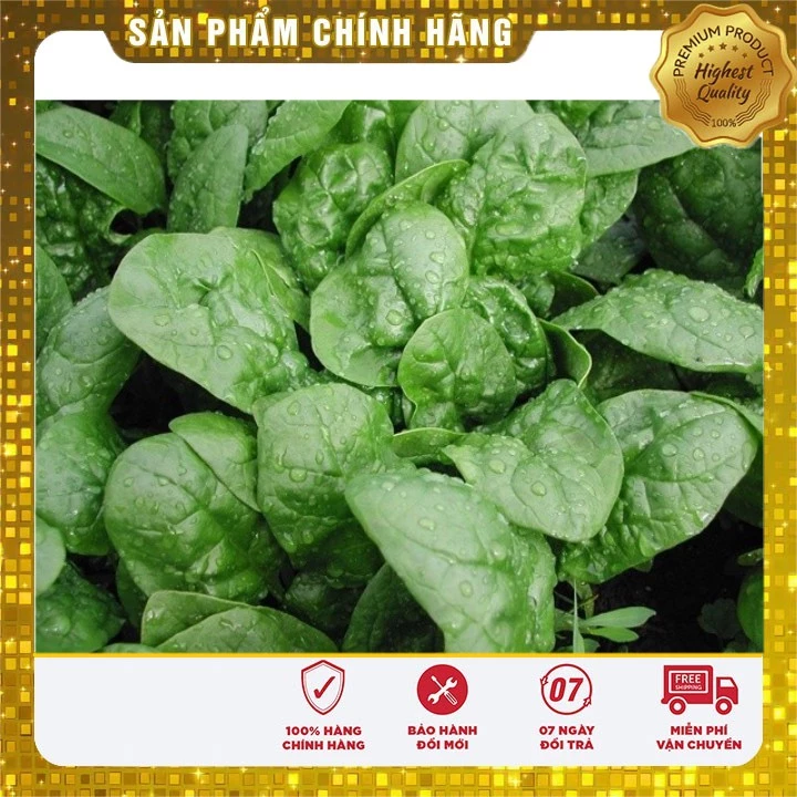 Hạt Giống Rau Cải Bó Xôi Chịu Nhiệt ( 20 gram)