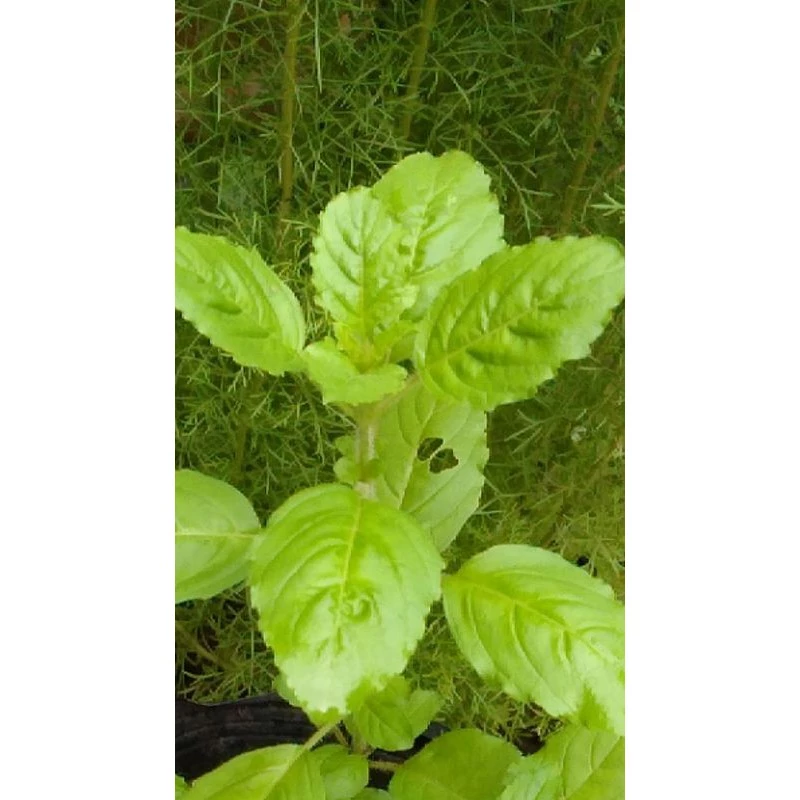 Hương Nhu Holy Basil (Ocimum tenuiflorum),gia vị dùng trong các món ăn Thái, gỏi Thái, Lẫu Thái