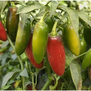 Hạt Giống Ớt Chịu Nhiệt Sai Trái Jalapeno 10 HẠT