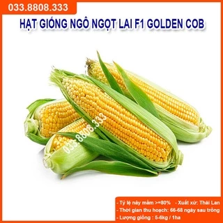 Hạt Giống Ngô Ngọt Lai F1 GOLDEN COB 100gram - Hạt Ngô To Đều Hạt