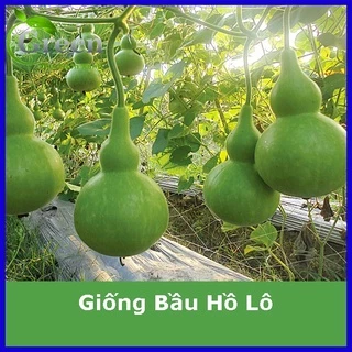 [FreeShip] Hạt Giống Bầu Hồ Lô - Gói 10 Hạt