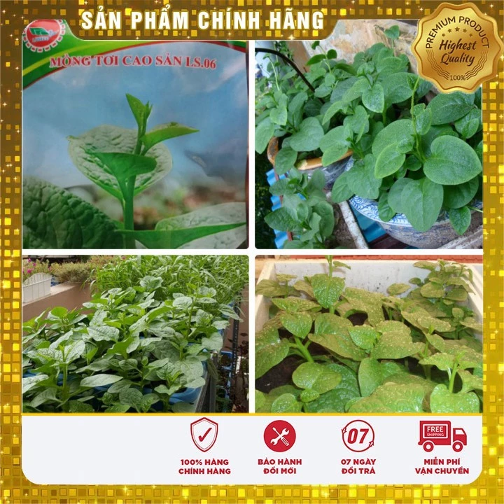 Hạt giống Rau Mồng Tơi Xanh goi le (10 gram )