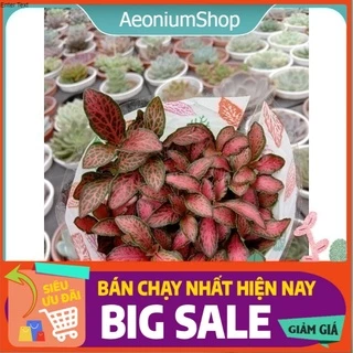 Cây Cẩm Nhung Đỏ - Fittonia - Lá May Mắn 🍀