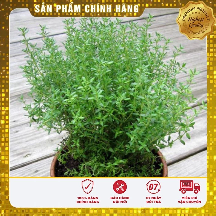 Hạt giống Cây Xạ Hương cây gia vị thơm vườn nhà gói 50 Hạt