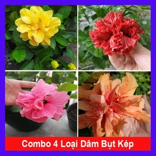 Combo 4 cây hoa dâm bụt cánh kép ( dâm bụt vàng + dâm bụt đỏ + dâm bụt hồng + dâm bụt cam )