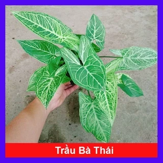 Cây Trầu Bà Thái - cây cảnh để bàn - caykiengsadec