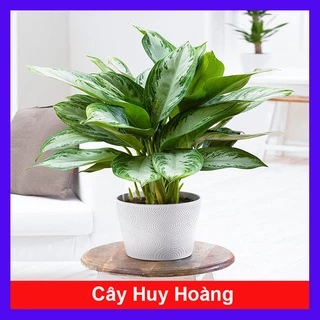 Cây Huy Hoàng - cây cảnh trong nhà