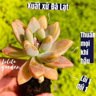 Sen đá pha lê Đà Lạt size mini cây cảnh trang trí nhà cửa Lolita garden