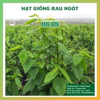 Hạt giống rau ngót ngon ngọt - rau củ quả 4 mùa tỉ lệ nảy mầm cao 1gr RADO 0621