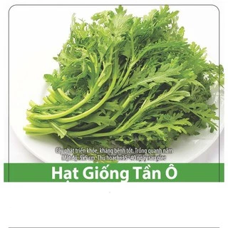 Hạt Giống Rau Tần Ô (Rau Cúc) Chiệu Nhiệt, Năng Suất Cao 10gr