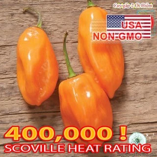 5h Hạt Giống Ớt Cay Habanero Scoville 350k (A2.102| C2*W41*M001)