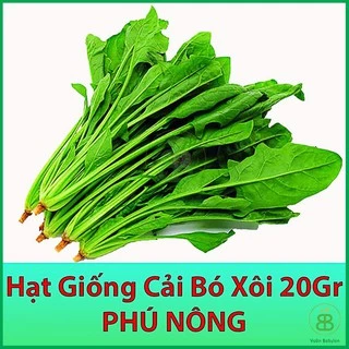 20GR Hạt Giống Cải Bó Xôi F1 Giàu Dinh Dưỡng