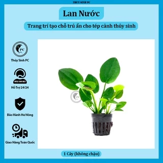 Cây lan nước trang trí bể thủy sinh dễ trồng không cần cO2