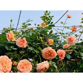 Cây Hoa hồng Abraham Darby Rose ( Cao 50cm trở lên)