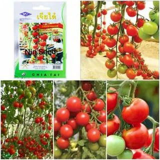 Gói 50 hạt- Hạt giống cà chua cherry chuỗi ngọc siêu ngọt F1 Chiatai Thái Lan