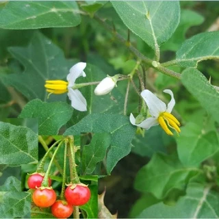 Hạt giống cây cà gai leo hoa trắng KNS1027- Gói 50 hạt