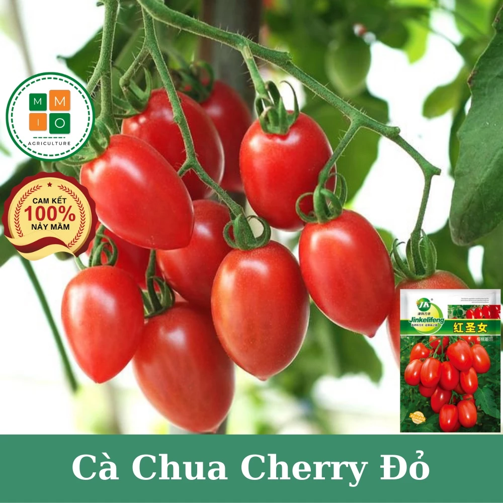 Hạt giống cà chua cherry đỏ chịu nhiệt