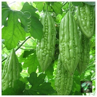 [Seeds] Hạt giống Khổ qua F1 (mướp đắng), đóng gói 10 hạt