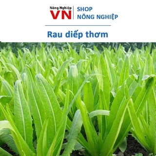 10Gr - Hạt giống rau diếp thơm