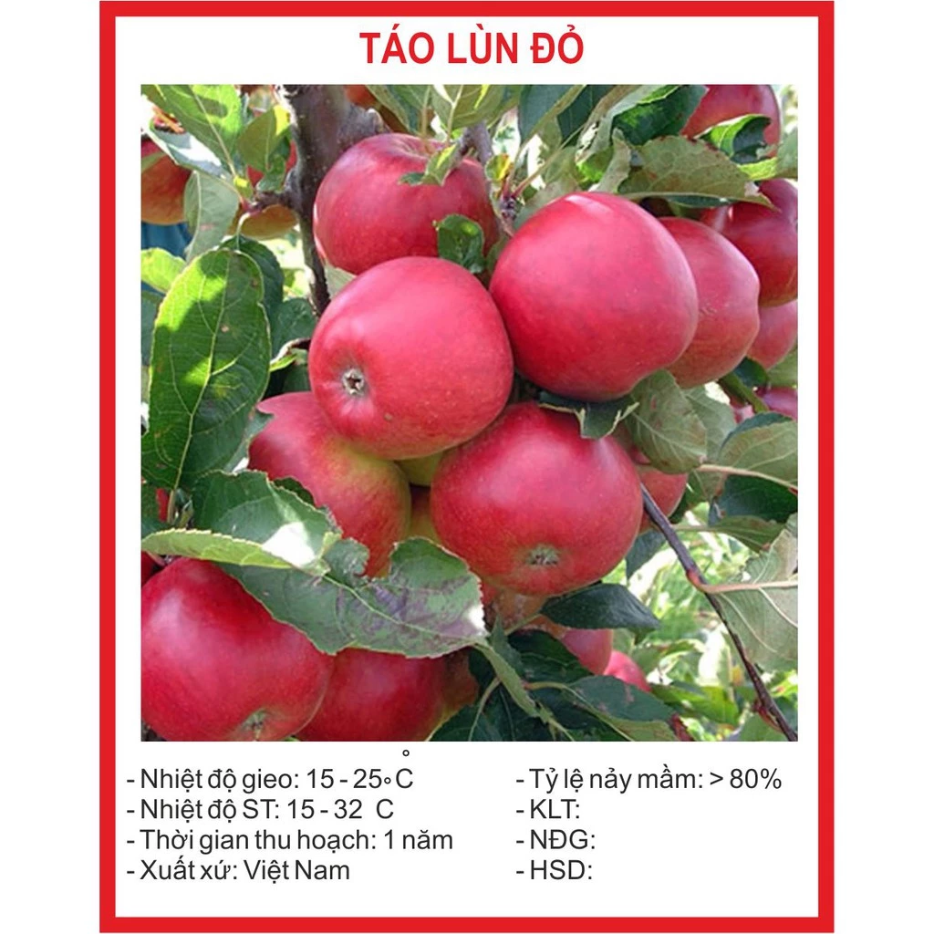 Hạt giống Cây Táo Lùn Đỏ 10 Hạt