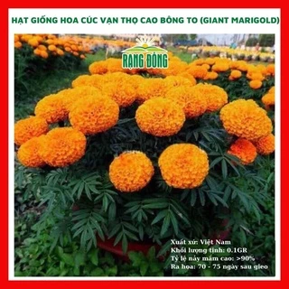 Hạt giống hoa vạn thọ cao bông to GIANT MARIGOLD - rau củ quả trồng chậu, sân vườn ban công nảy mầm cao 0,1g RADO511