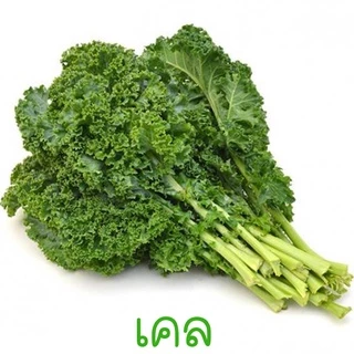 Cải xoăn Kale 🌱 Lá xoăn Hạt giống Cải xoăn Kale 100-500 hạt 🌱 dễ trồng 🌱 ăn nhanh ăn ngon