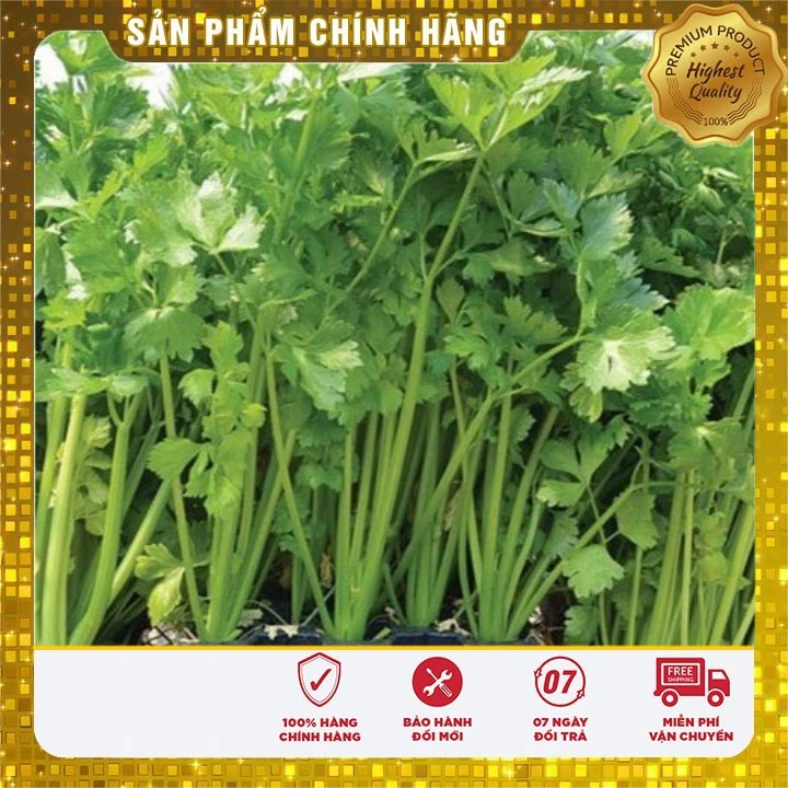 Hạt giống rau cần tây chịu nhiệt - 5 gr