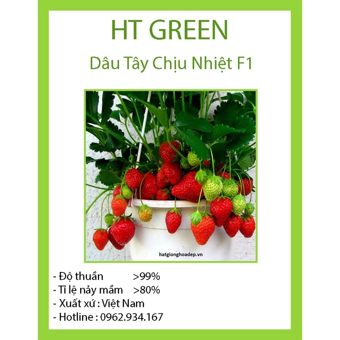 Hạt Giống Dâu Tây Đỏ