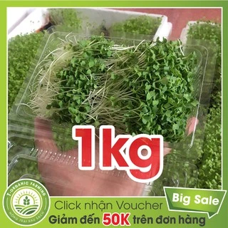 Hạt Giống Rau Mầm Cải Ngọt 1kg - Bán Buôn