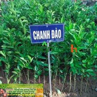 cây tranh đào siêu sớm + Tặng (0,3kg) phân hữu cơ cao cấp