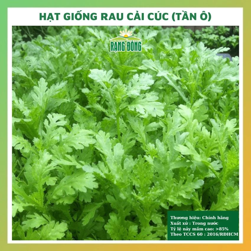 Hạt giống rau cải cúc (tần ô) - rau củ quả trồng chậu chịu nhiệt 4 mùa mùa tỷ lệ nảy mầm cao 20gr RADO 123