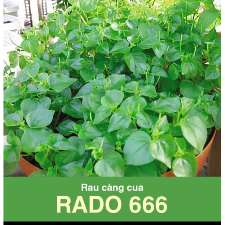 hạt giống càng cua rado 2g