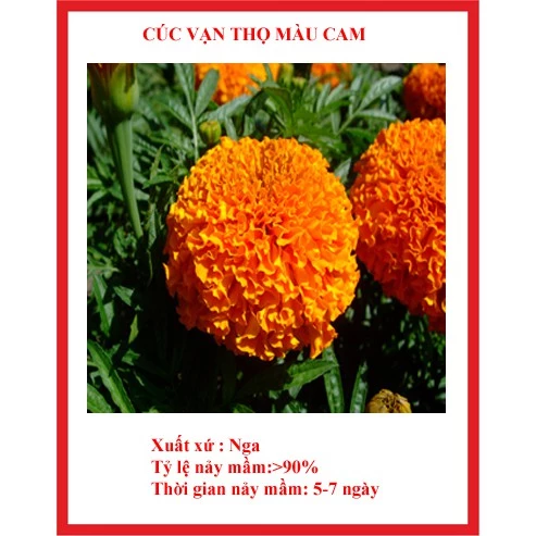 hạt giống hoa cúc vạn thọ cam gói 50 hạt