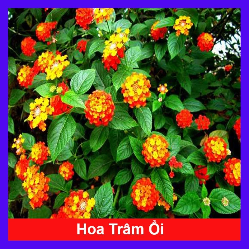 Cây Hoa Ngũ Sắc - Hoa Trâm Ổi - Cây cảnh đẹp sân vườn