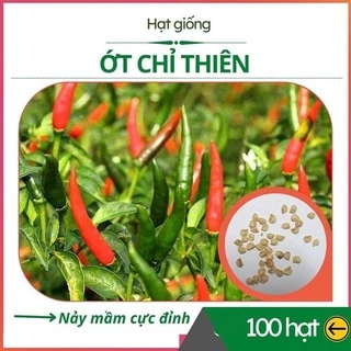 [FreeShip] Hạt Giống Ớt Chỉ Thiên F1 Siêu Cay - Năng Suất Cao - gói 100 Hạt