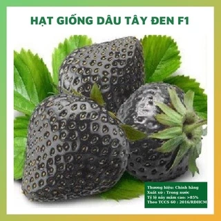 Hạt giống dâu tây đen F1 rau củ quả trồng chậu chịu nhiệt 4 mùa tỉ lệ nảy mầm cao 0.1gr