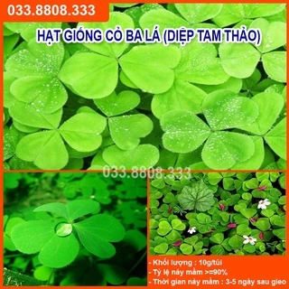 Hạt Giống Cỏ Ba Lá ( Gói 10gram) - Cỏ Thảm Cảnh