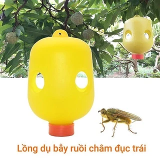 bẫy ruồi vàng, ruồi đục trái