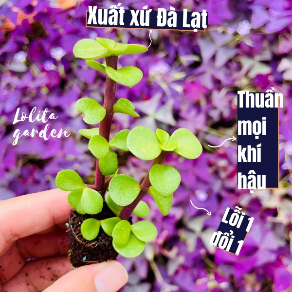 Sen đá đô la Đà Lạt size mini cây cảnh trang trí nhà cửa Lolita garden