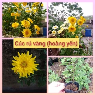 Cúc vàng rủ bông to (hoàng yến) mua 10tặng 1