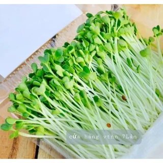 Hạt giống cải mầm 100gr Phú Nông