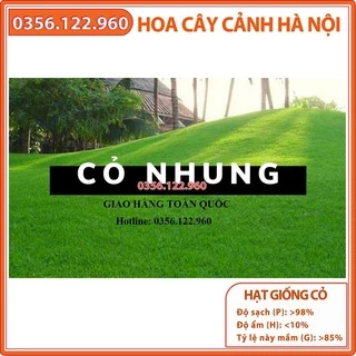 Hạt giống cỏ nhung nhật 100g - Cỏ Trồng Thảm cảnh- Cỏ Trồng Sân Vườn - Cỏ Cảnh Quan