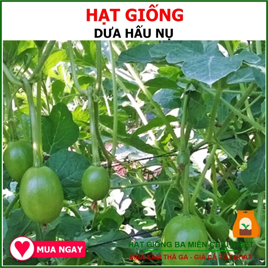 Hạt Giống Dưa Hấu Ăn Non Dưa Hấu Nụ 0.5 Gram