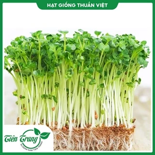 Hạt Giống Rau Mầm Dinh Dưỡng nảy mầm 100%