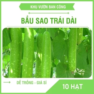 Hạt Giống Bầu Sao Trái Dài Cao Sản, Cho Qủa To Dài Gía Trồng Thử - Khu Vườn Ban Công