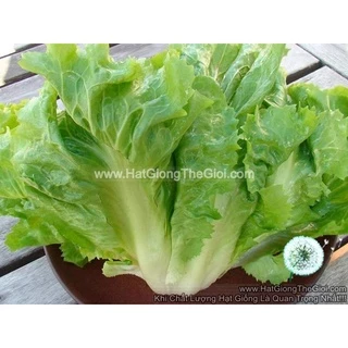 5Gr Hạt Giống Xà Lách Escarole Carol (B2.201| C17*V54*M119)