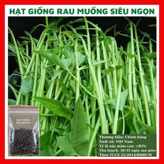 Hạt giống rau muống cao sản 50 hạt siêu ngọn ngon giòn ngọt - rau củ quả trồng chậu, sân vườn ban công RADO 12