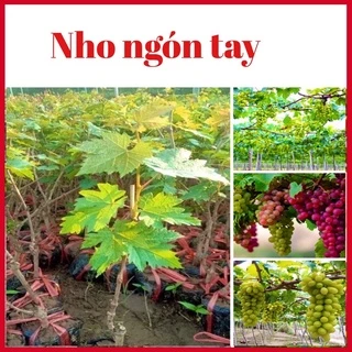 Cây nho ngón tay không hạt leo giàn  (hình thật ảnh cuối)