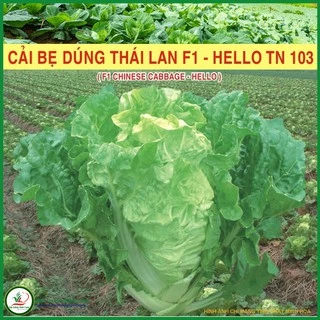 Hạt giống rau Cải bẹ dúng Thái Lan F1 - Hello TN 255 - 1g