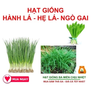 Combo 3 Loại Hạt Giống Hành Lá, Ngò Gai và Hẹ Ăn Lá